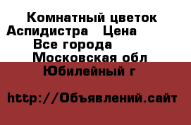 Комнатный цветок Аспидистра › Цена ­ 150 - Все города  »    . Московская обл.,Юбилейный г.